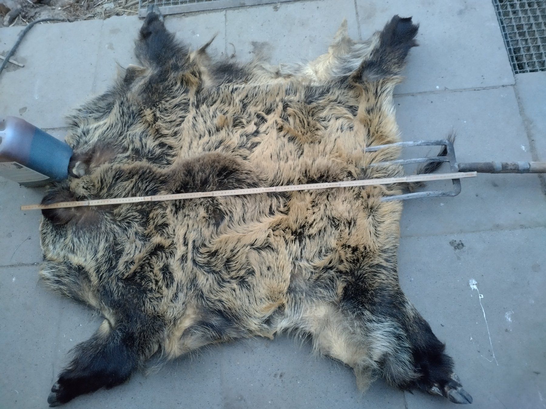 Il mondo degli animali: Echtes Wildschweinfell, Schwarzwilddecke, Jagd – Usato da Wettingen venduto da Bwalti