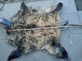 Echtes Wildschweinfell, Schwarzwilddecke, Jagd