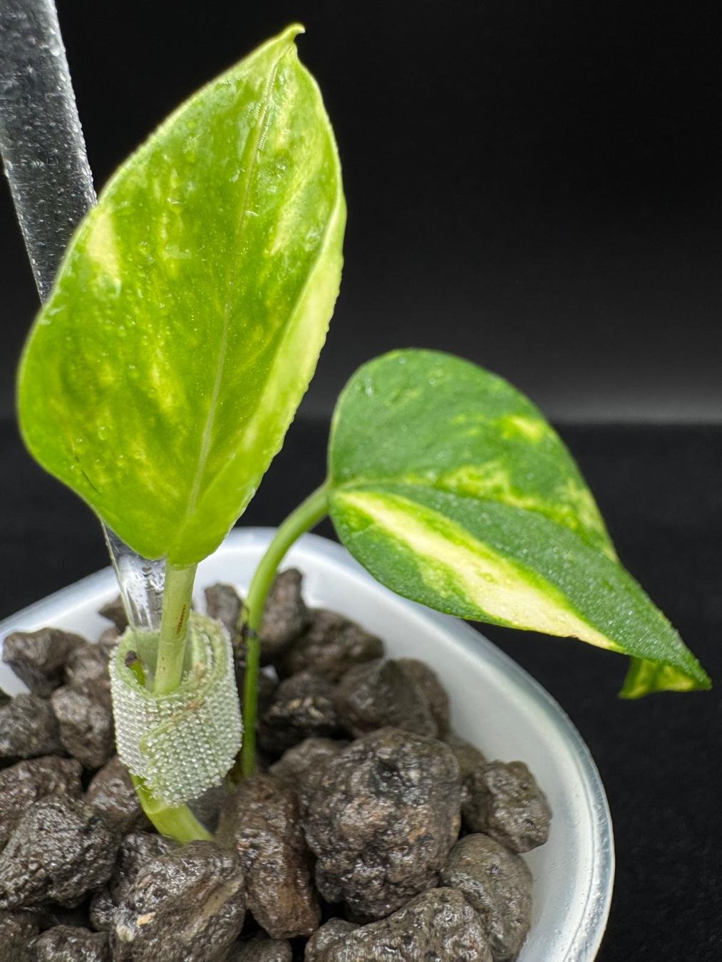 Piante & sementi: Epipremnum aureum 'Teruno Bumpy' - Semihydro – Nuovo (secondo la descrizione) da Bühler venduto da googelibear 3