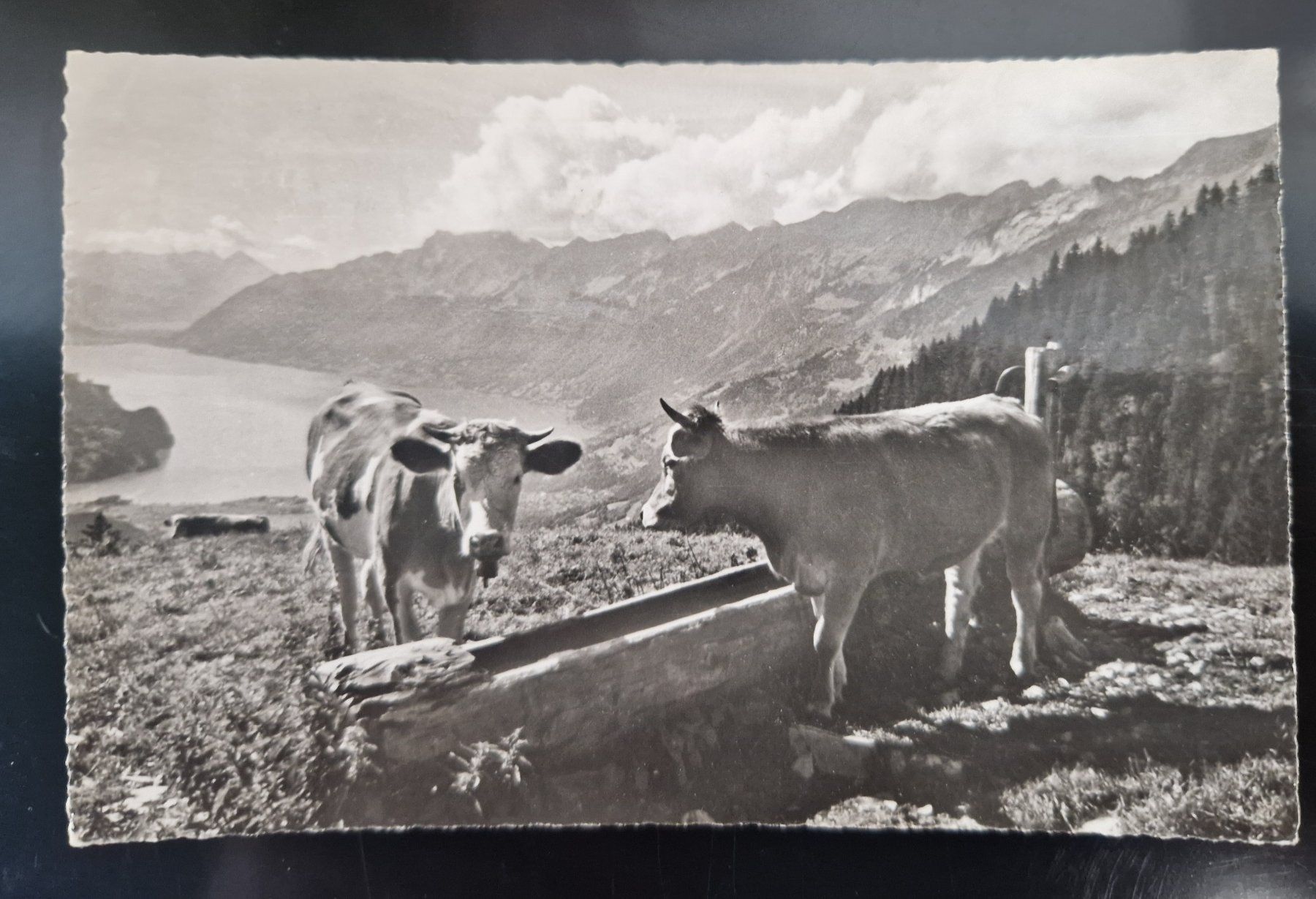 Cartoline postali: Interlaken Alp mit Kühen 1963 – Usato da Melchnau venduto da Arthurius