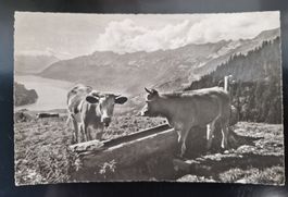 Interlaken Alp mit Kühen 1963