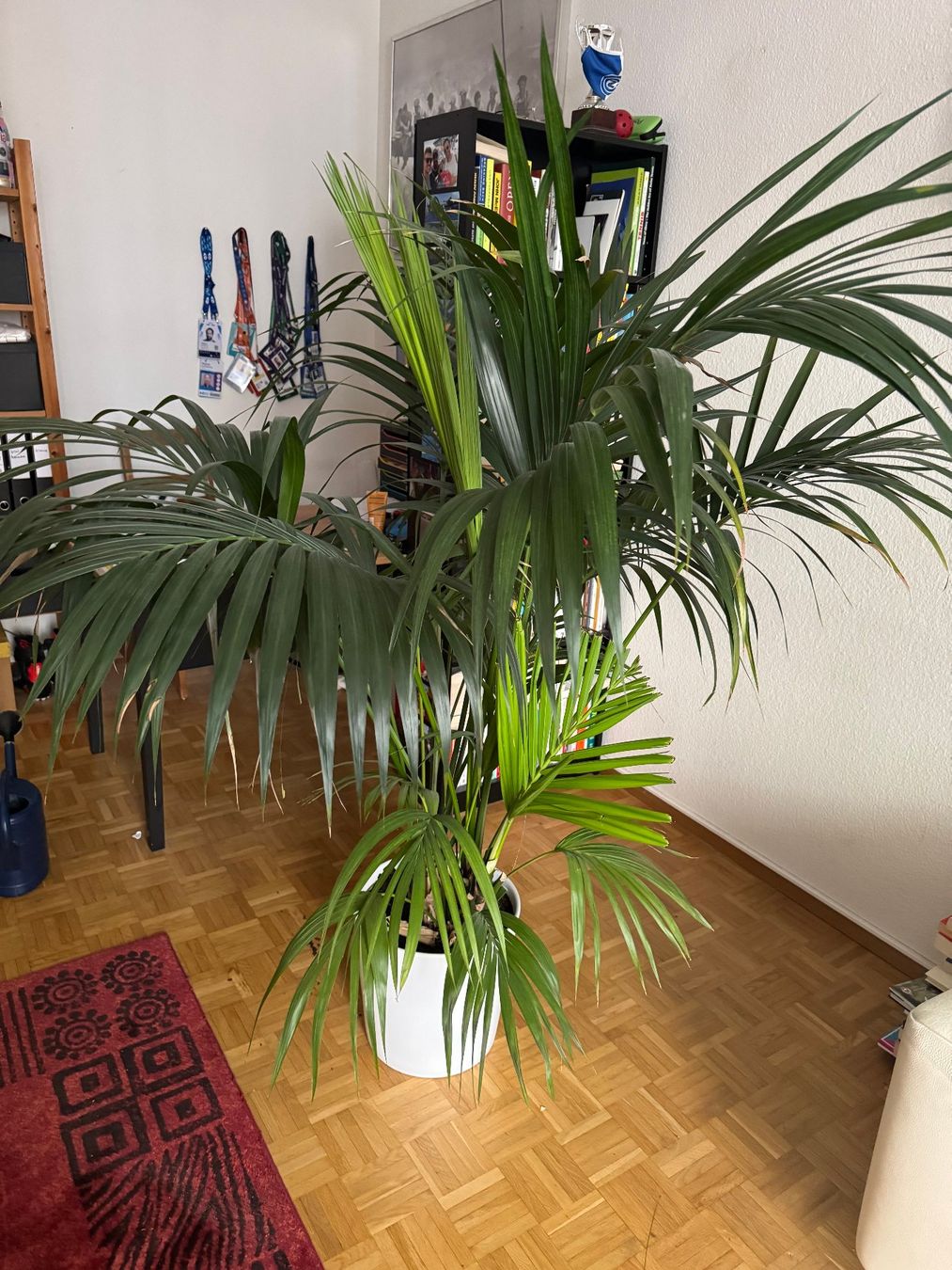 Piante & sementi: pflanze kentia – Usato da Zürich venduto da ste_2kxs