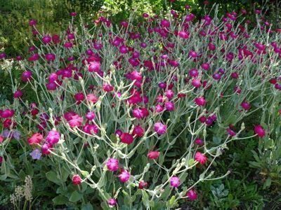 Piante & sementi: 500 Samen Lychnis Coronaria Vexiernelke – Nuovo (secondo la descrizione) da Ehrendingen venduto da VerveinaSamen 6