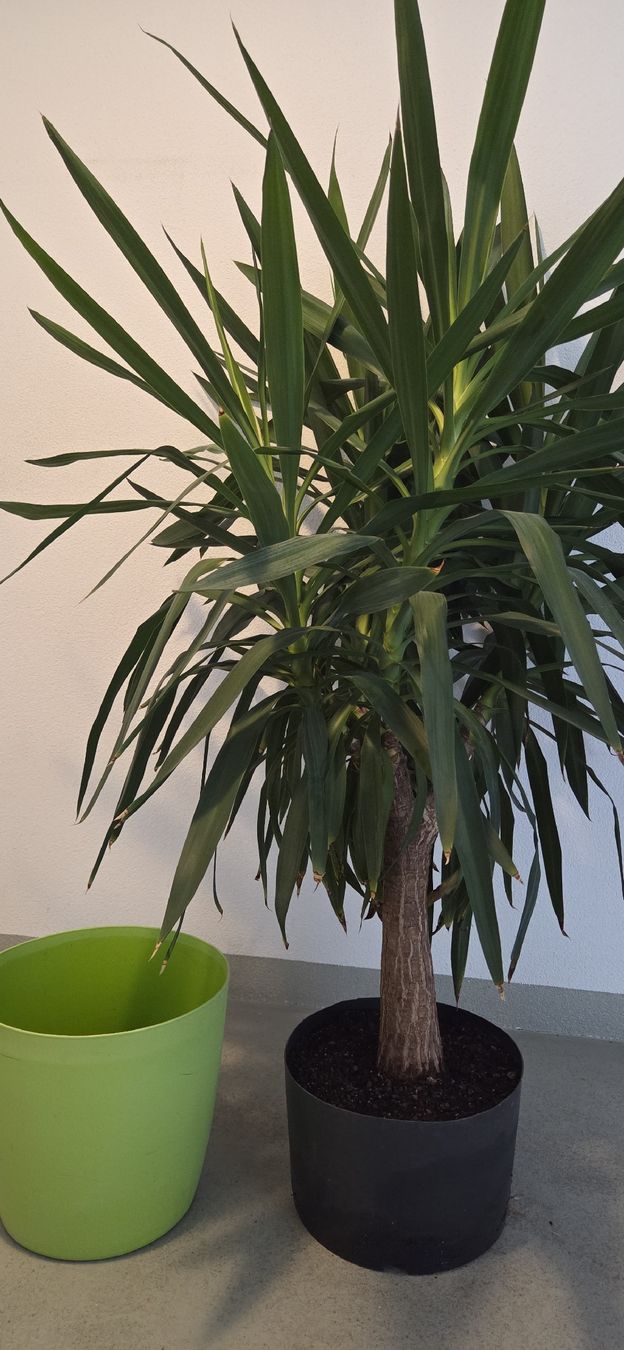Piante & sementi: Yucca – Usato da Sirnach venduto da ric_7rvj 1