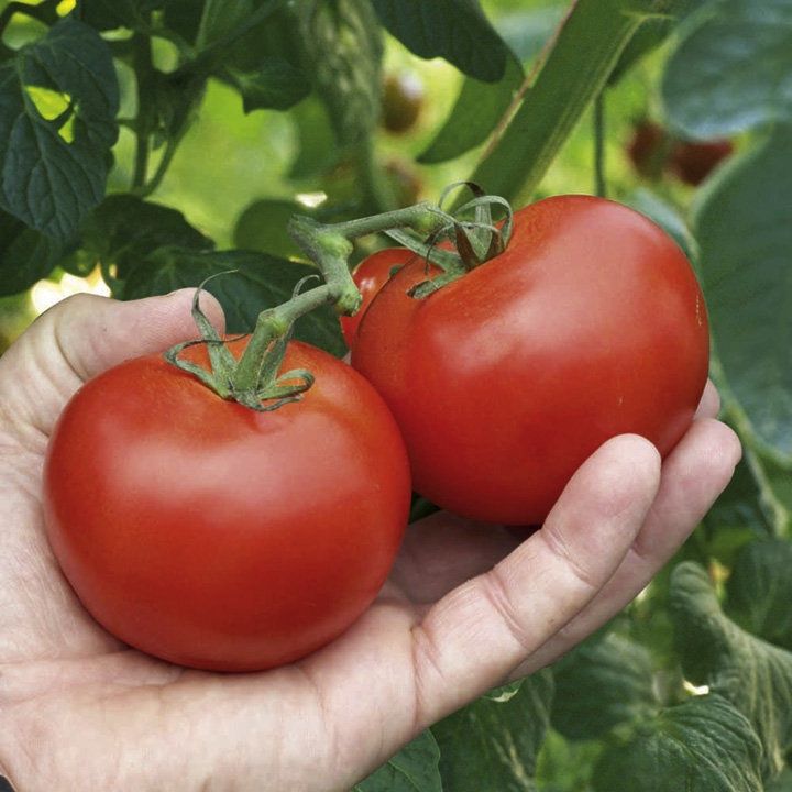 Piante & sementi: 30 Samen ALICANTE Tomate – Nuovo (secondo la descrizione) da Ehrendingen venduto da VerveinaSamen 1