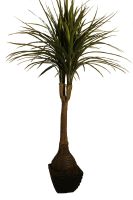 Decoflower Ficus Baum