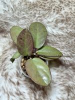 Hoya Silver Dollar 🦄✨