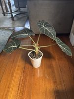 Alocasia Black Velvet