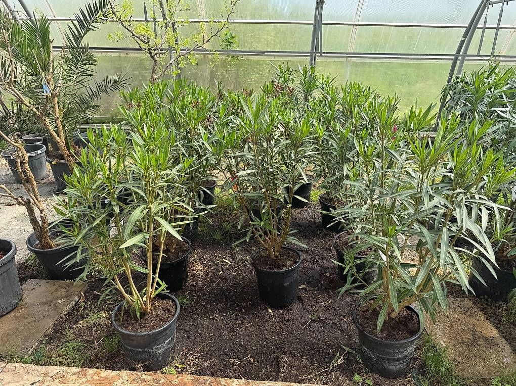 Piante & sementi: 140 cm  OLEANDER ROSA C30-15L – Nuovo (secondo la descrizione) da Zuckenriet venduto da Thur_Plant 3