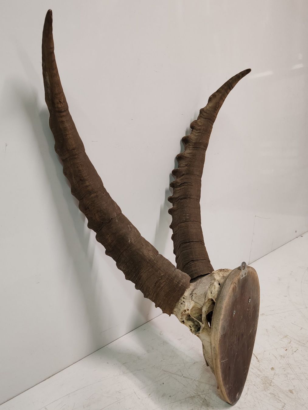 Il mondo degli animali: Steinbock Geweih als Trophäe, Gehörn Jahr 1990 – Usato da Luzern venduto da Lager6640 3