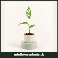 Fensterblatt (Monstera obliqua 'Peru') Babypflanze 6 cm