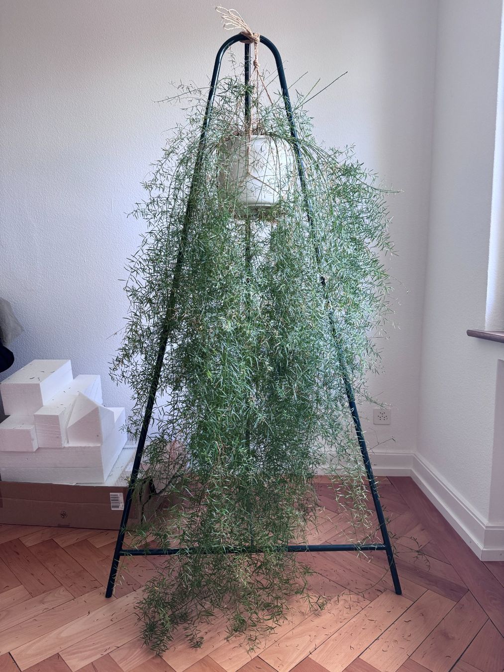 Pflanzen & Samen: Hängepflanze, Asparagus densiflorus – Gebraucht aus Zürich von kas_rr5f