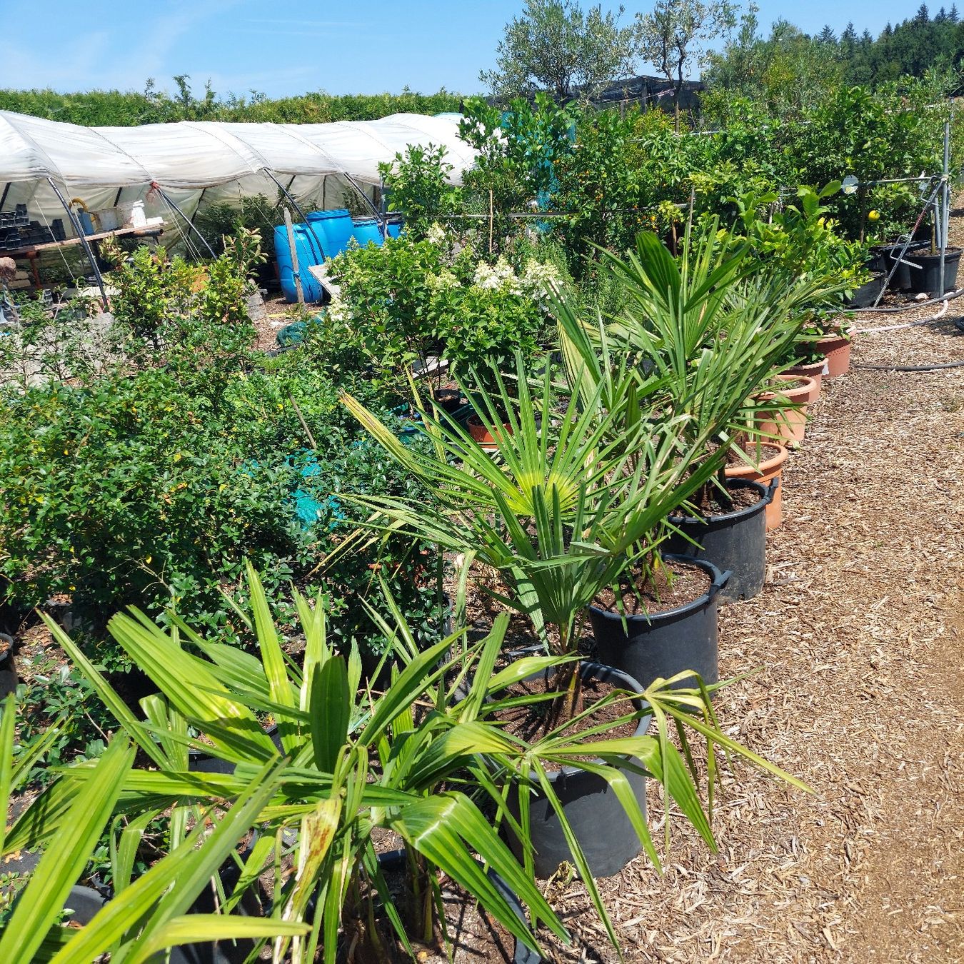 Piante & sementi: Trachycarpus fortunai – Usato da Honau venduto da Blazer1 3