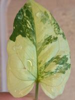 🌿 Syngonium Albo Variegata - 2 bewurzelte Stecklinge