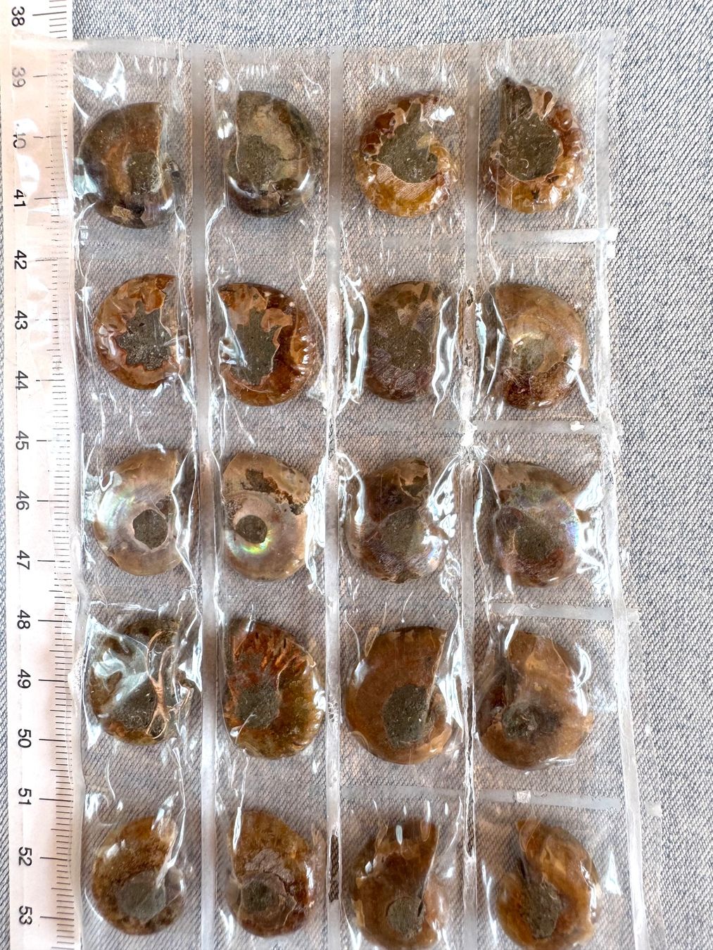 Fossili: Ammoniten   - 10 Paar winzig! top poliert - Geschenk-Idee – Nuovo e nell'imballaggio originale da Leuggern venduto da gemshow 2