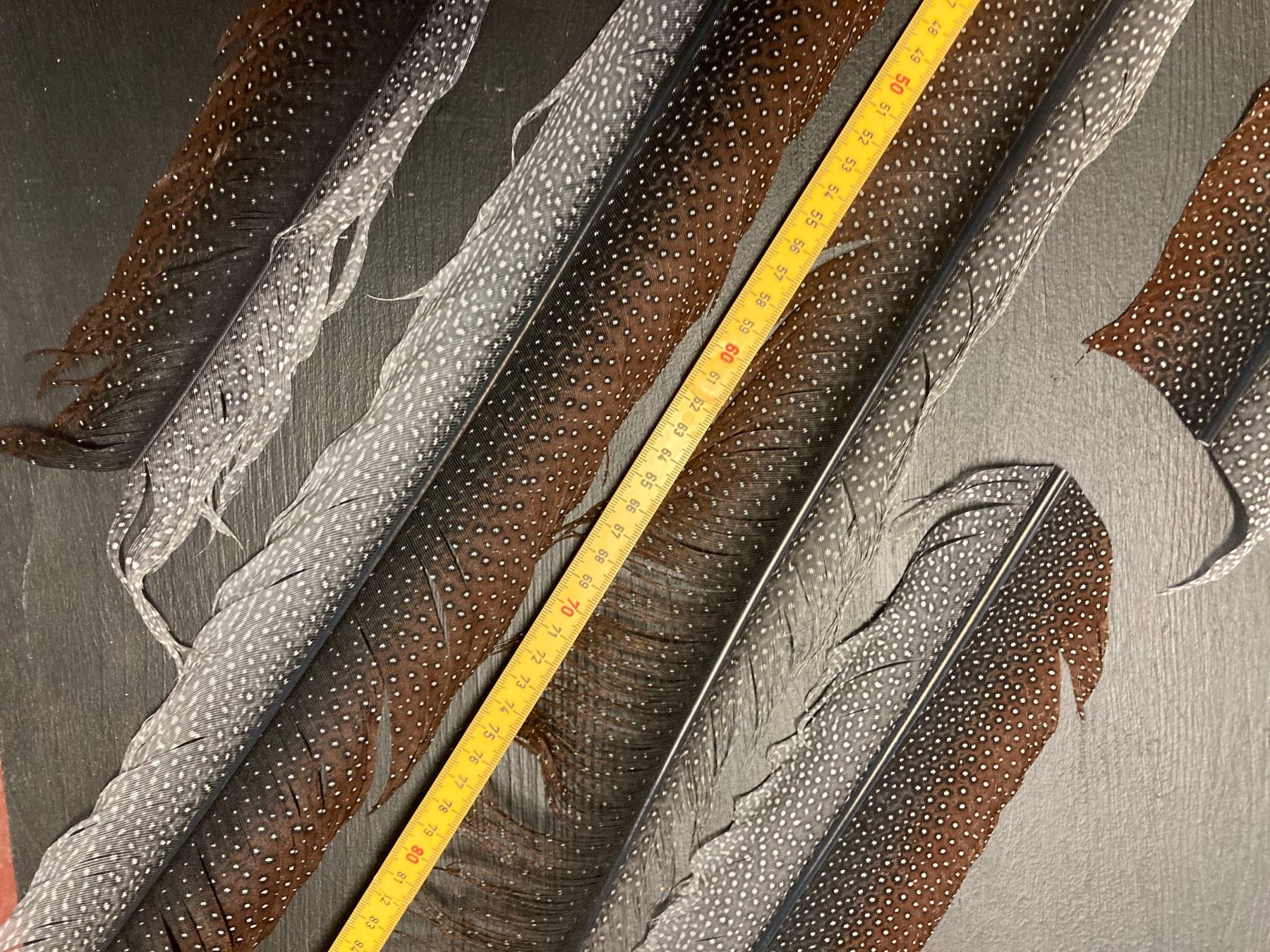 Welt der Tiere: Argusfasan Federn – Gebraucht aus Grosswangen von arum01 3