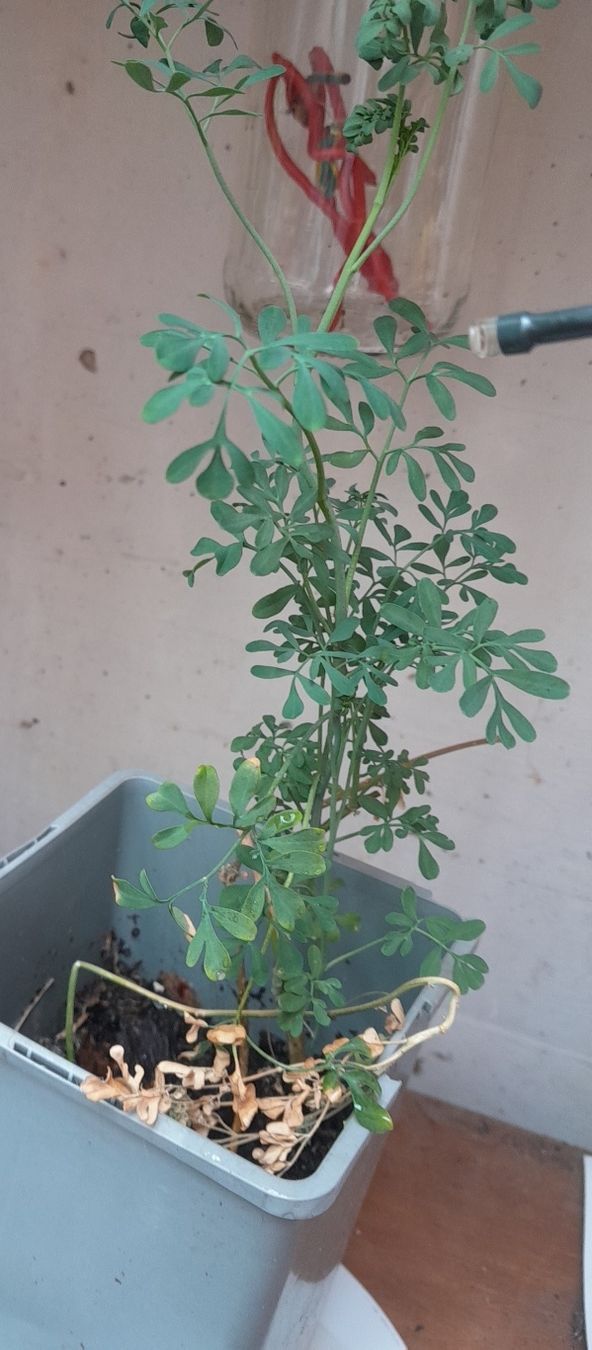 Piante & sementi: Pianta di Ruta Graveolens, aromatica e profumata! – Usato da Carena venduto da bdi_dz9m