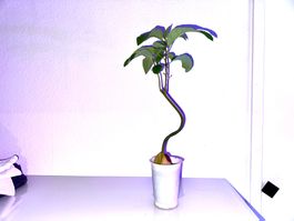 Avocado tree (curved trunk) (bonsai style)