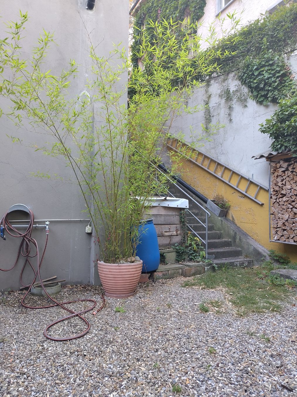 Piante & sementi: Grosser Bambus zu verkaufen – Usato da Basel venduto da louis013