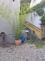 Grosser Bambus zu verkaufen