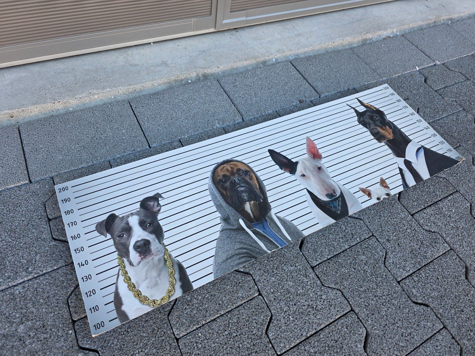 Poster & Bilder: Bild Hunde – Gebraucht aus Walterswil BE von Lonitti 3
