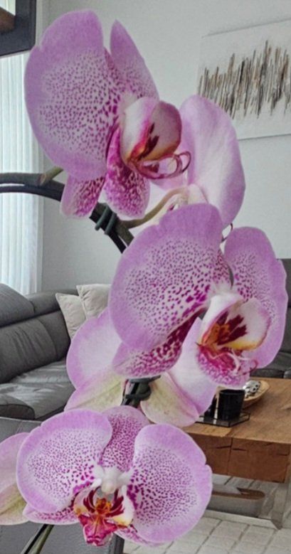 Piante & sementi: Zimmerpflanze Orchidee 🌸 – Usato da Rorschach venduto da Eni_f96b