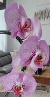 Zimmerpflanze Orchidee 🌸