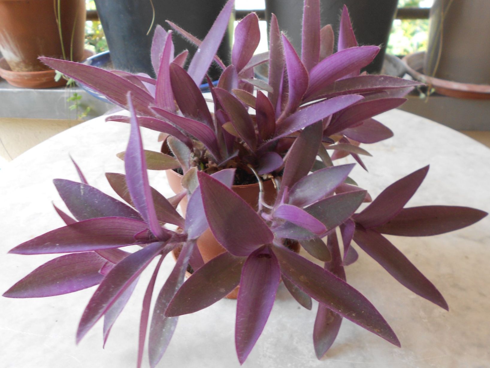 Pflanzen & Samen: Tradescantia pallida, Hängepflanze – Neu (gemäss Beschreibung) aus Zollikofen von Flavabana