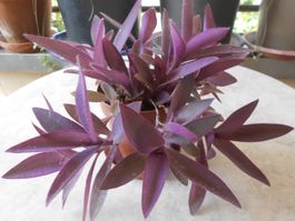 Tradescantia pallida, Hängepflanze