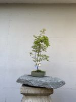Acer palmatum Butterfly / Metamorphosa / Mooslandschaft AB1