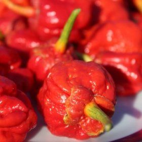 Piante & sementi: 7 Pot Bubblegum Red - Capsicum Chinense - 10 Samen – Nuovo e nell'imballaggio originale da Sumiswald venduto da Cham14559