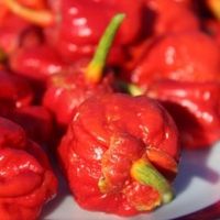 7 Pot Bubblegum Red - Capsicum Chinense - 10 Samen