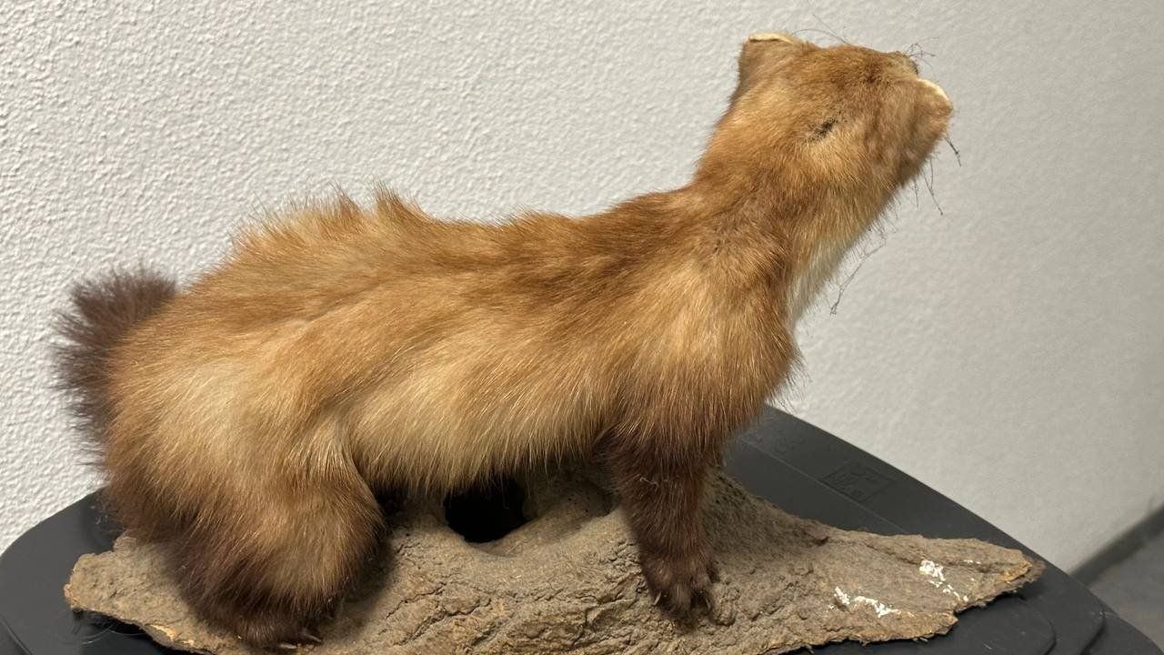 Il mondo degli animali: Ausgestopfter Marder – Usato da Beringen venduto da Mantafisch1 2