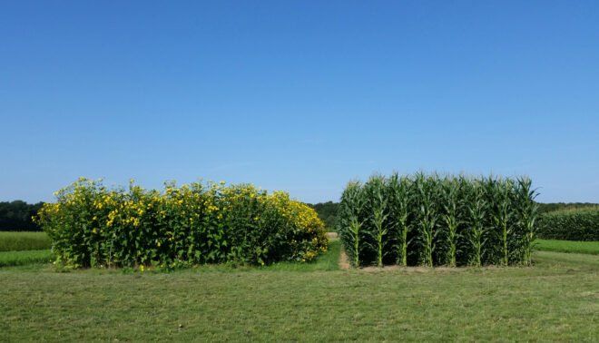 Piante & sementi: Silphie perfoliée  10g – Nuovo (secondo la descrizione) da Bremblens venduto da FIBONACCI369 1