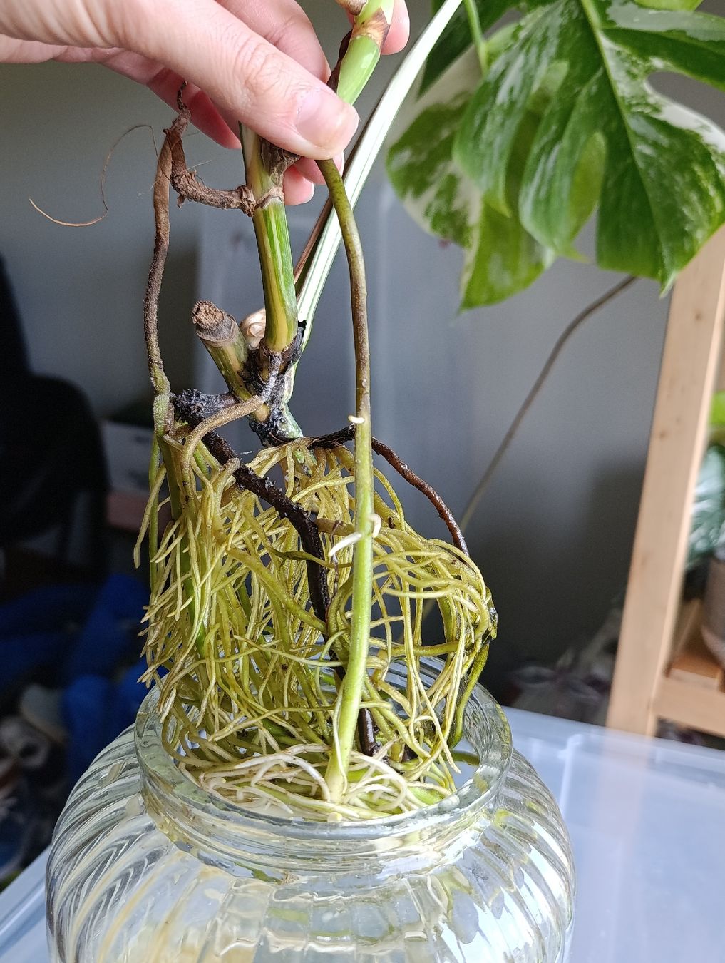 Pflanzen & Samen: Monstera Variegata Steckling – Neu (gemäss Beschreibung) aus Baar von L.isa28 3
