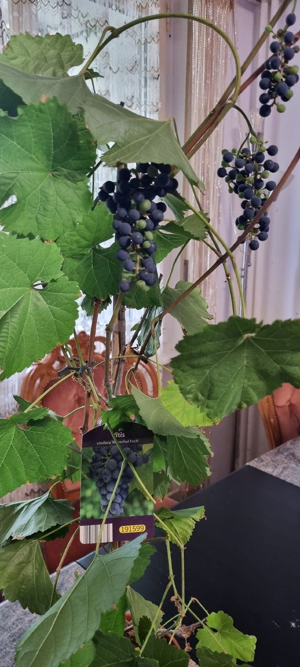 Piante & sementi: Traubenpflanze Vitis, mit Trauben – Usato da Kehrsatz venduto da Bulandi 1