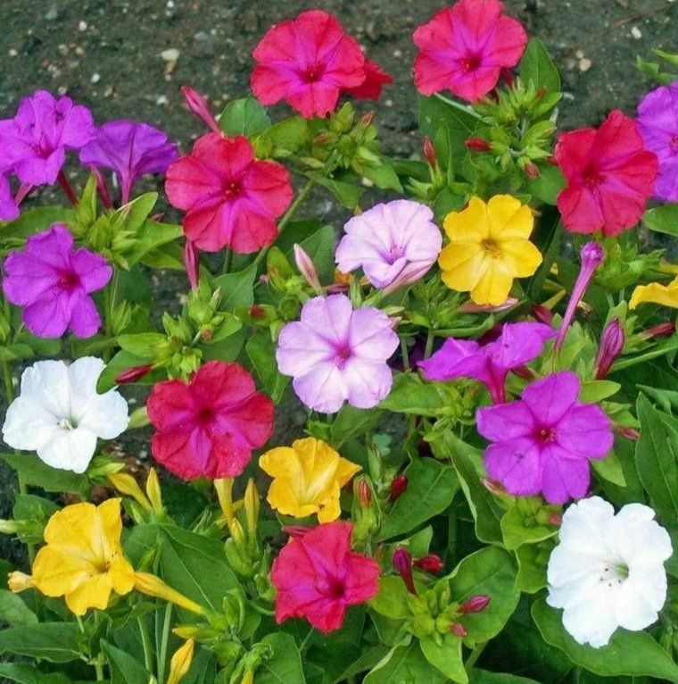 Piante & sementi: WUNDERBLUME Mirabilis Jalapa / 5 Samen / DUFTEND – Nuovo (secondo la descrizione) da Hinteregg venduto da ERFOLG78 1
