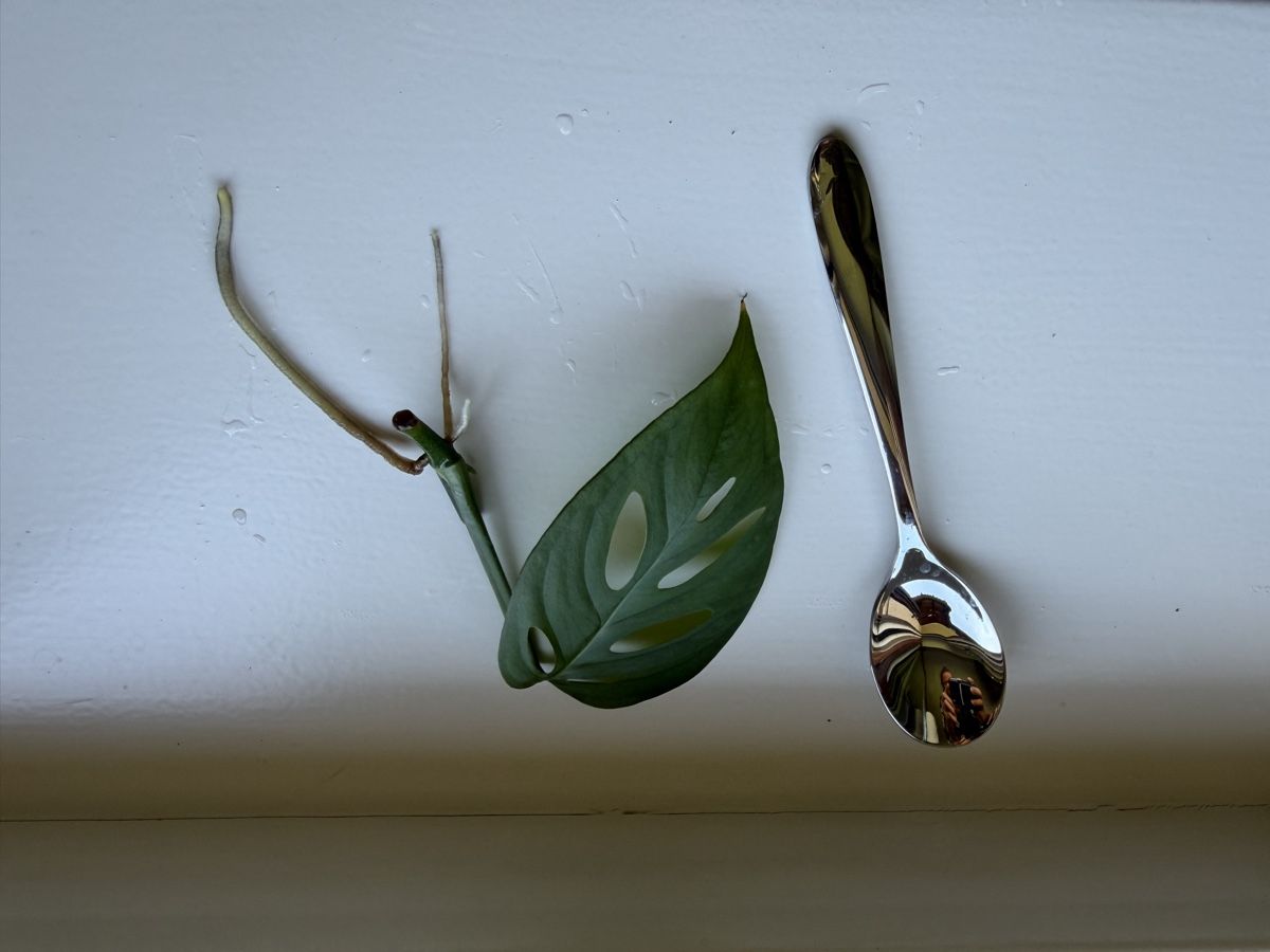 Plantes & graines: Monstera adansonii – D'occasion à Neudorf par bur_grt6