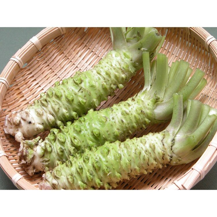 Wasabi Pflanze Kaufen auf Ricardo