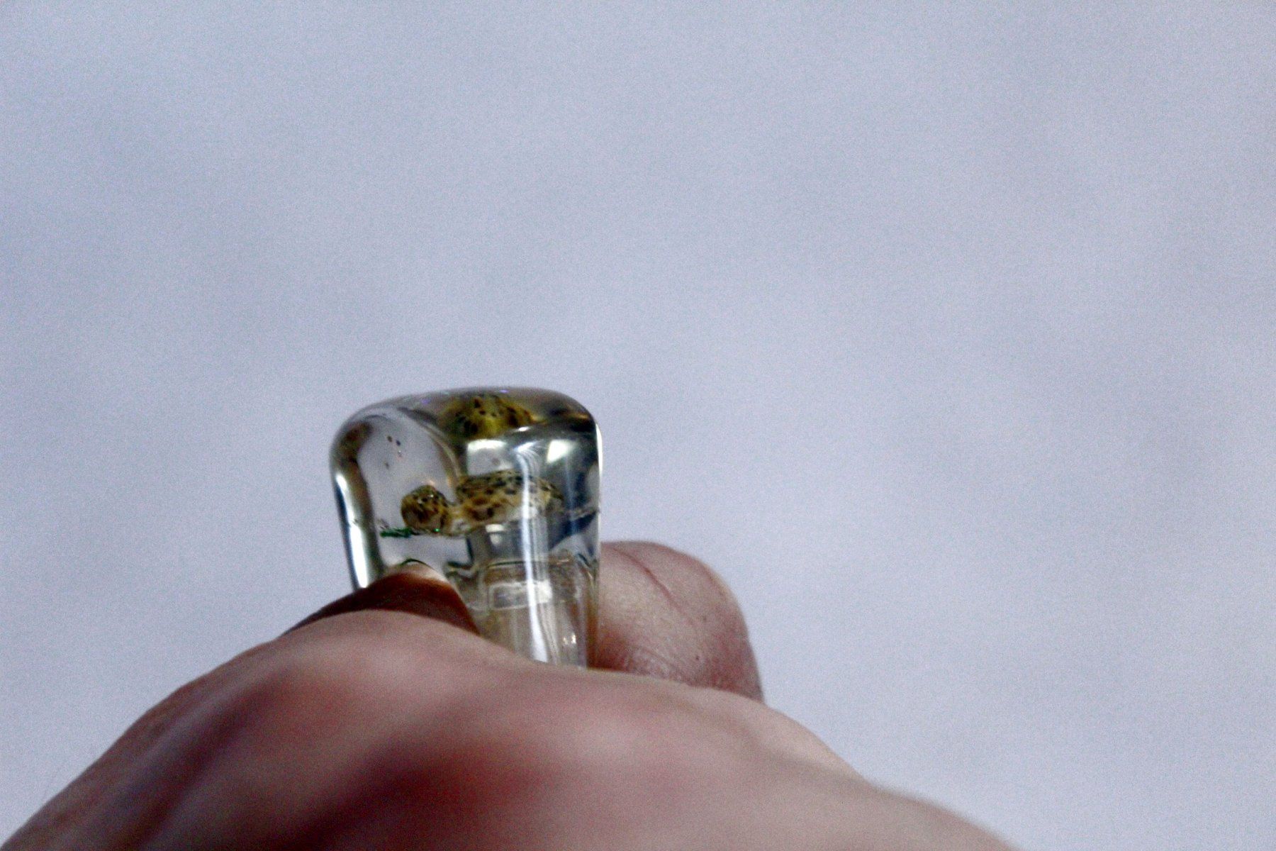 Ringe: Vintage Space-Age - Ring mit Muschel, Seestern, Seeigel, usw – Neu (gemäss Beschreibung) aus Bern von Vitaneuf 2