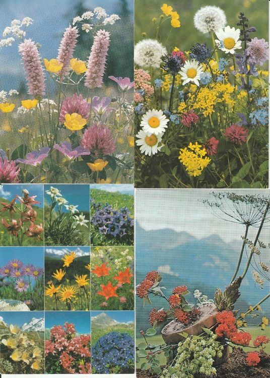 Cartes postales: 150 Schöne Blumenkarten – D'occasion à Lumbrein par made02 2