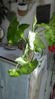 4 verschiedene Zimmerpflanzen in speziellen Blumentopf