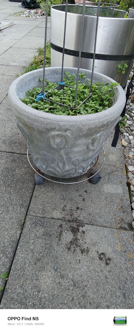 Blumentöpfe: Blummentopf ( ca.38cm ) – Gebraucht aus stallikon von Dalacoke 2