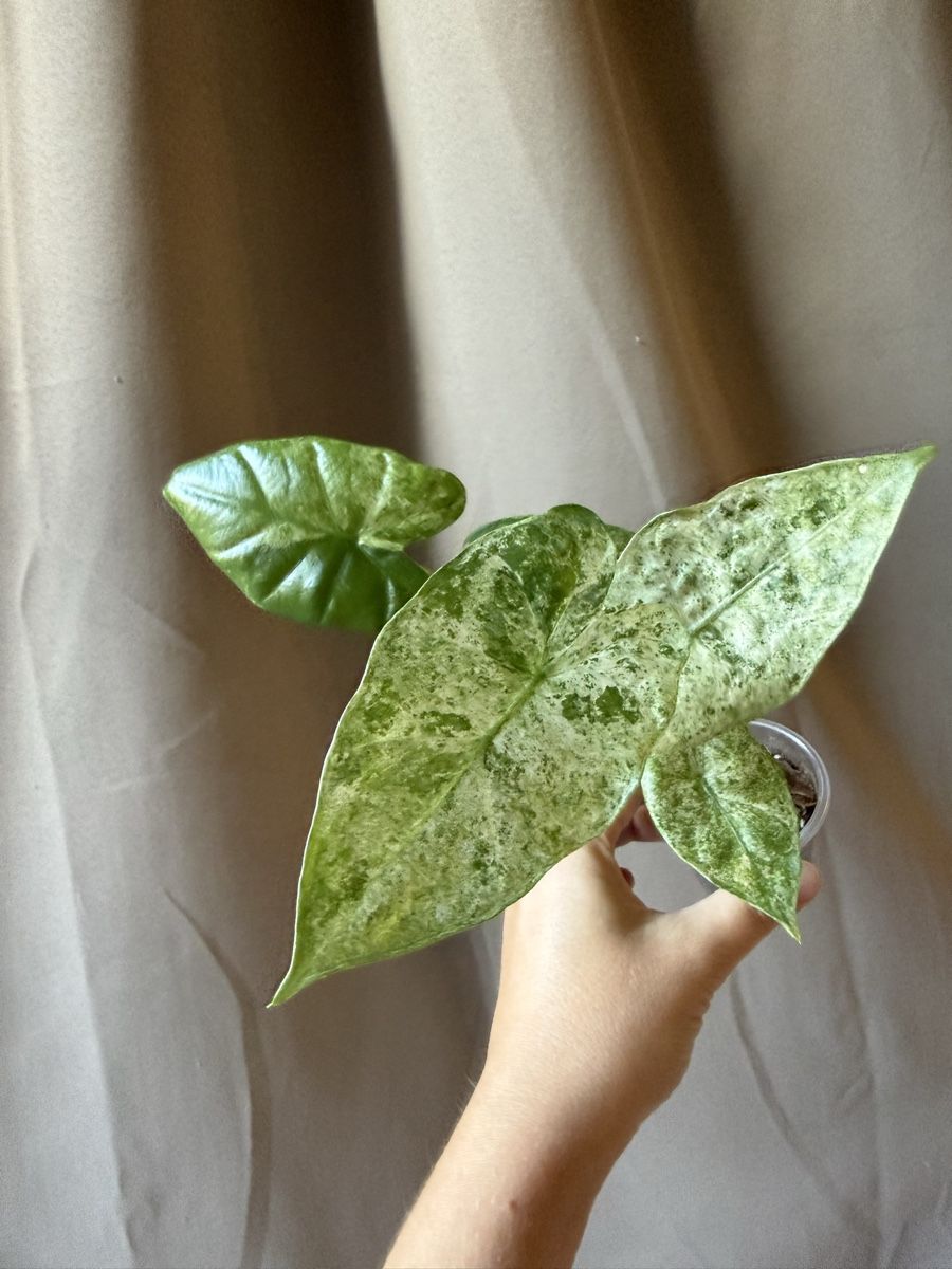 Pflanzen & Samen: Alocasia Odora Batik  – Neu (gemäss Beschreibung) aus La Tour-de-Trême von LyAmy 2