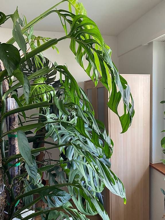 Piante & sementi: Monstera Epipremnoides Esqueleto – Usato da Pratteln venduto da Sylvie027 1