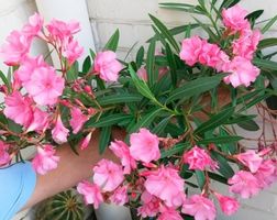 Ab 15.- CHF 50 Samen NERIUM OLEANDER Rosé