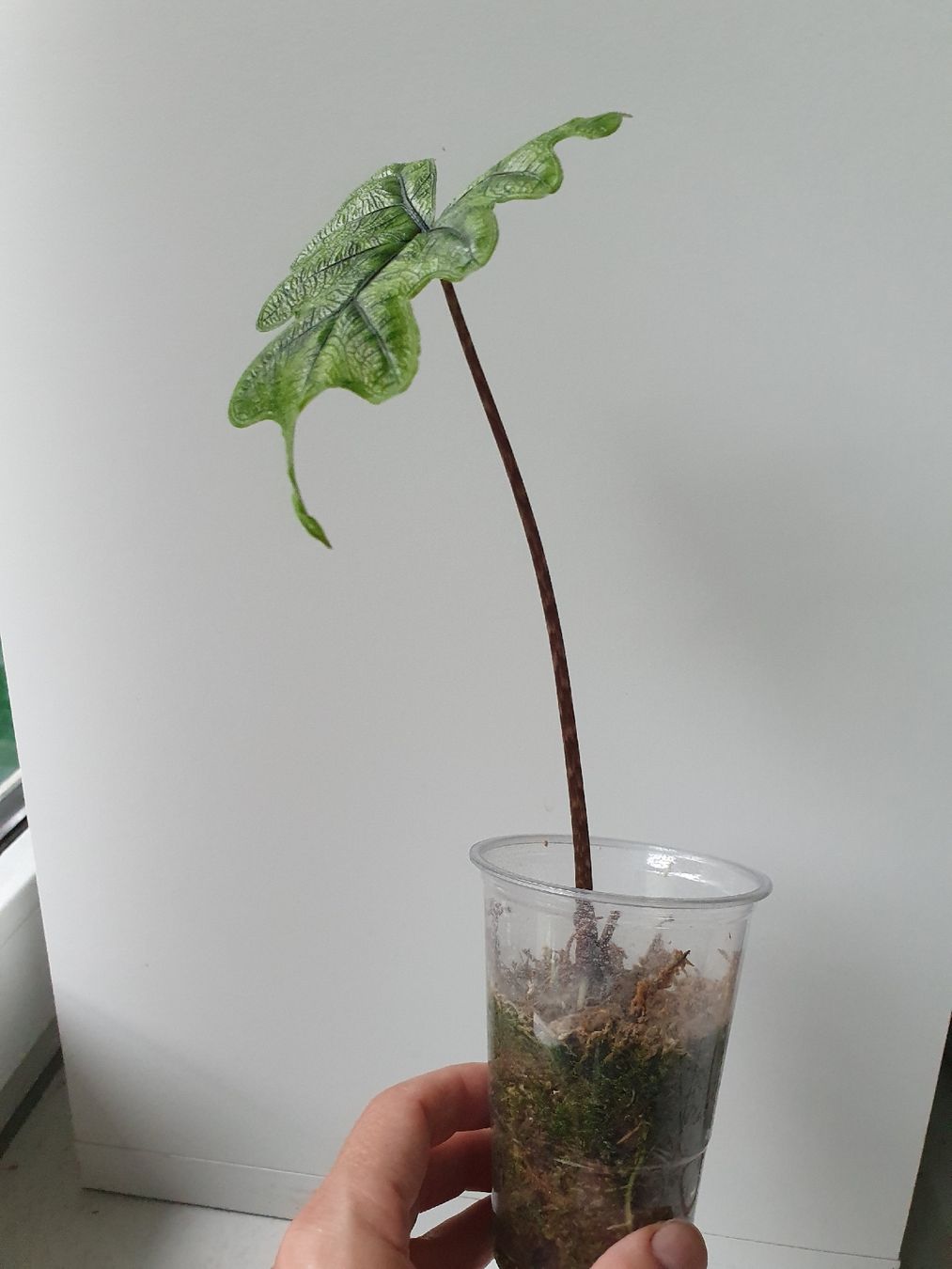 Plantes & graines: Alocasia Jacklyn – D'occasion à Erlinsbach SO par Lea030 1