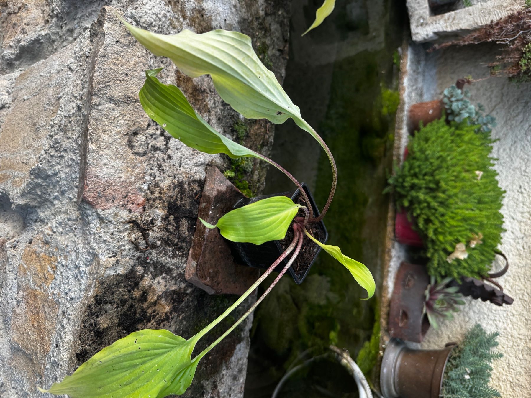 Plantes & graines: Hosta Yellow Waves – D'occasion à Lajoux JU par Briard0 1