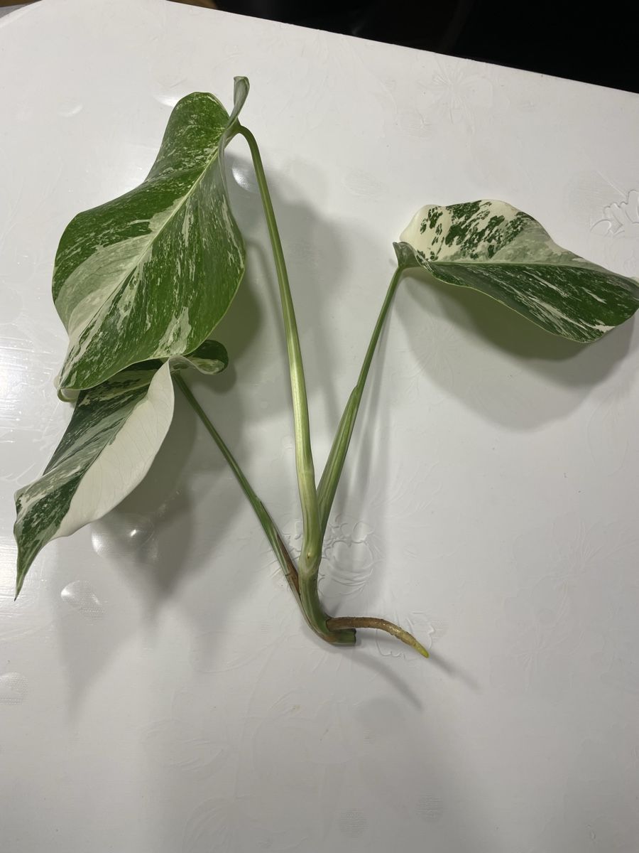 monstera arten kleine bltter Monstera deliciosa - Monstera deliciosa