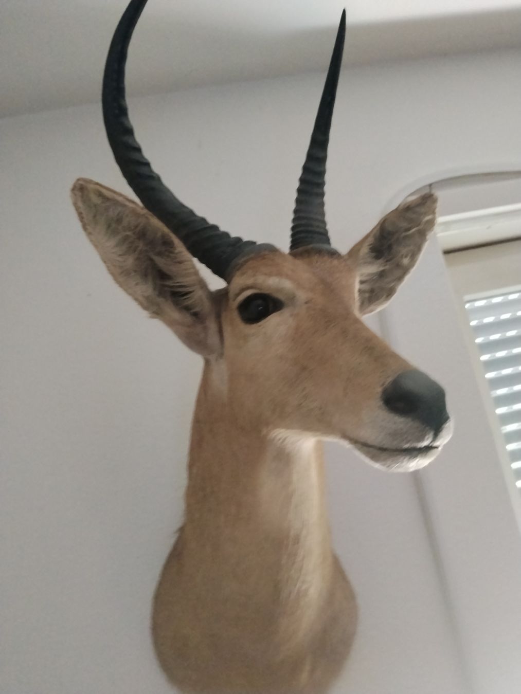 Sonstiges zum Sammeln & Seltenes: Trophäe Antilope Geweih Jagd Dekoration – Gebraucht aus Zürich von Lilo1984 2